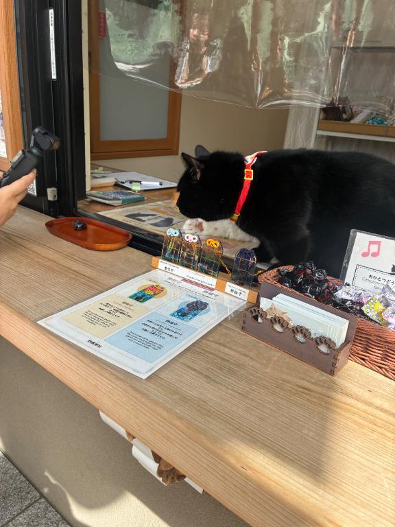 朝から猫(*ΦωΦ*)参拝｜写メ日記｜浅宮ゆり｜鶯谷 人妻デリヘル 熟女デリヘル倶楽部
