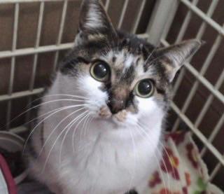 猫｜写メ日記｜純子｜鶯谷 人妻デリヘル 熟女デリヘル倶楽部
