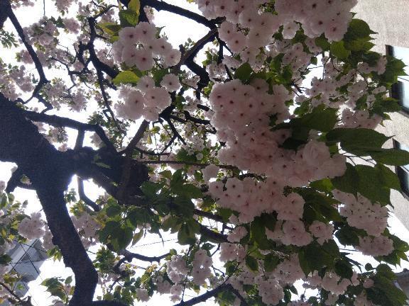 今日はいい天気｜写メ日記｜木村｜鶯谷 人妻デリヘル 熟女デリヘル倶楽部