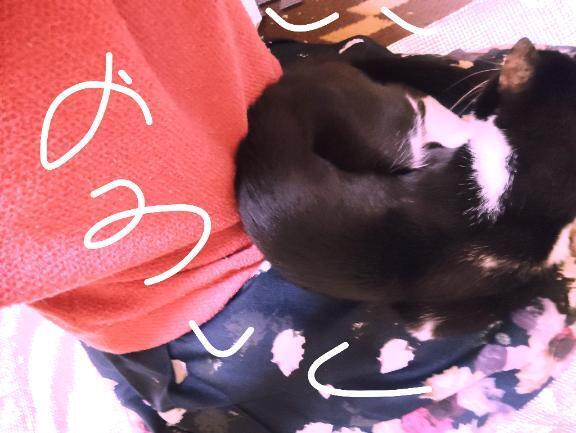 あいたいな｜写メ日記｜すずな｜鶯谷 人妻デリヘル 熟女デリヘル倶楽部