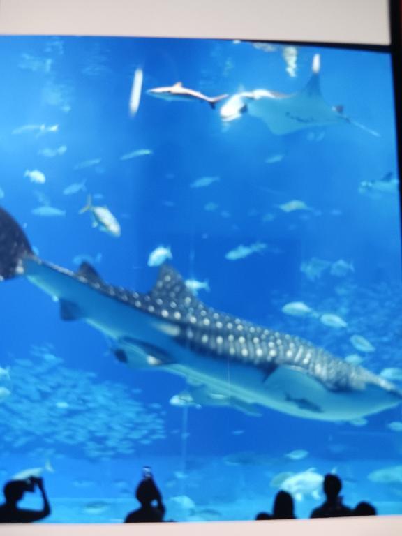 水族館～