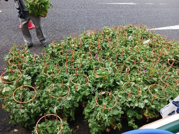 朝顔市～⤴｜写メ日記｜千葉｜鶯谷 人妻デリヘル 熟女デリヘル倶楽部