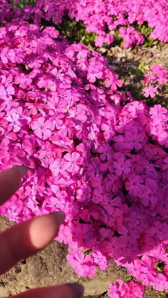 おはようございます｜写メ日記｜高見｜鶯谷 人妻デリヘル 熟女デリヘル倶楽部
