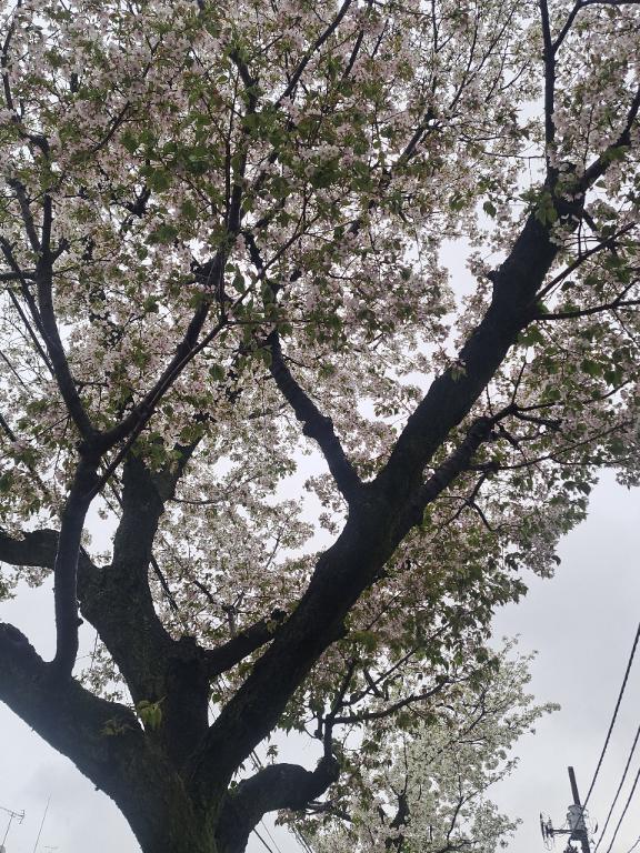 明日木曜日追加になりました｜写メ日記｜かりな｜鶯谷 人妻デリヘル 熟女デリヘル倶楽部