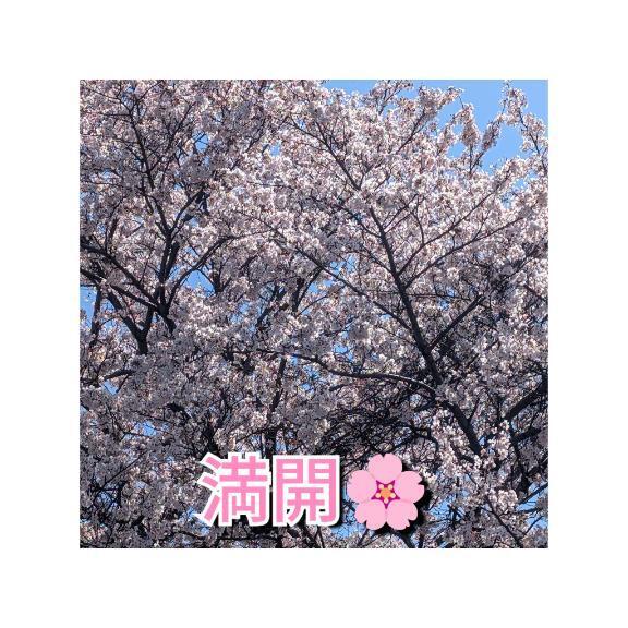 本日居ます！！｜写メ日記｜みなみ｜鶯谷 人妻デリヘル 熟女デリヘル倶楽部