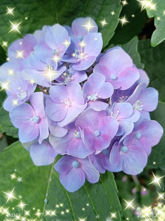 紫陽花｜写メ日記｜ここみ｜鶯谷 人妻デリヘル 熟女デリヘル倶楽部