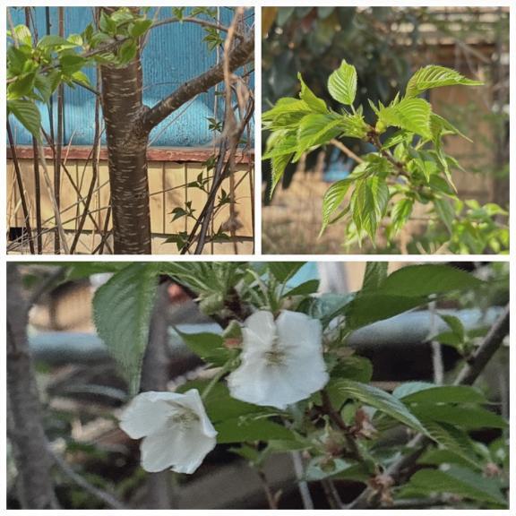 物件( *´艸｀)｜写メ日記｜あおい｜鶯谷 人妻デリヘル 熟女デリヘル倶楽部