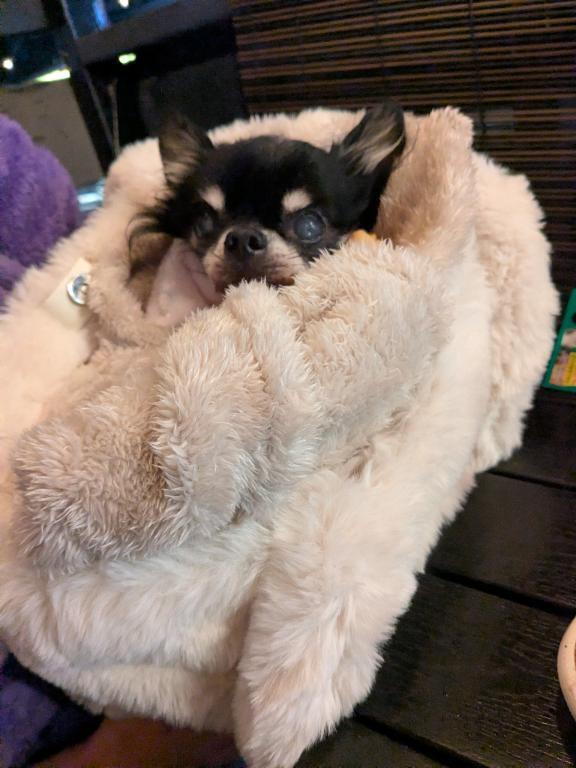 出勤出したのに｜写メ日記｜ひかる｜鶯谷 人妻デリヘル 熟女デリヘル倶楽部