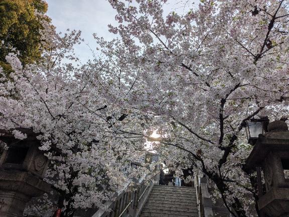 ただいま｜写メ日記｜ひかる｜鶯谷 人妻デリヘル 熟女デリヘル倶楽部