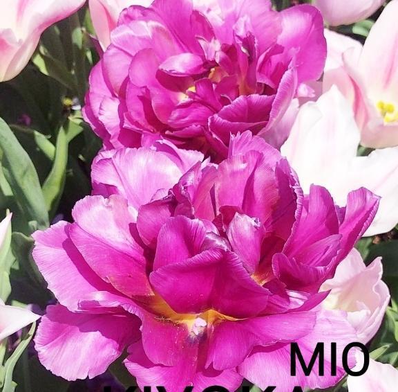 御礼です｜写メ日記｜みお｜鶯谷 人妻デリヘル 熟女デリヘル倶楽部