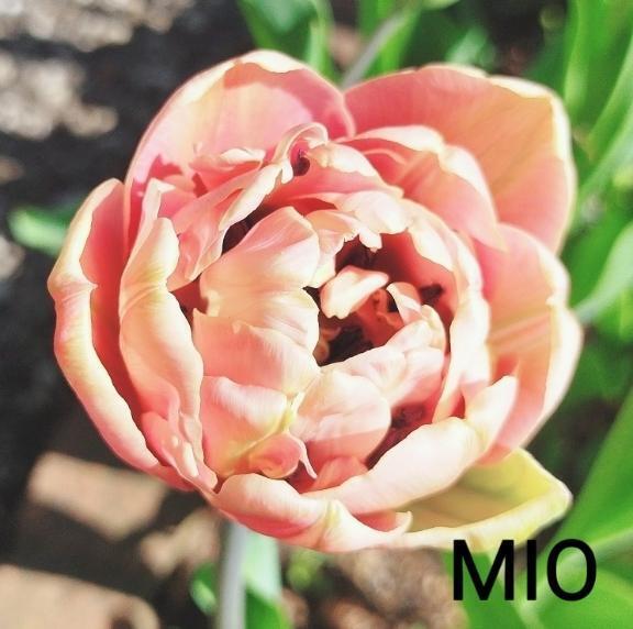 本入店｜写メ日記｜みお｜鶯谷 人妻デリヘル 熟女デリヘル倶楽部