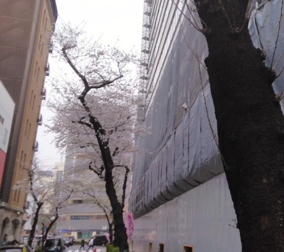 桜｜写メ日記｜芹奈｜品川・五反田 人妻デリヘル 昼顔妻 五反田店