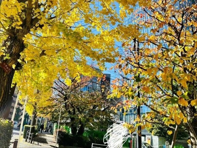 本日すこし出勤します！｜写メ日記｜広沢｜品川・五反田 人妻デリヘル 昼顔妻 五反田店