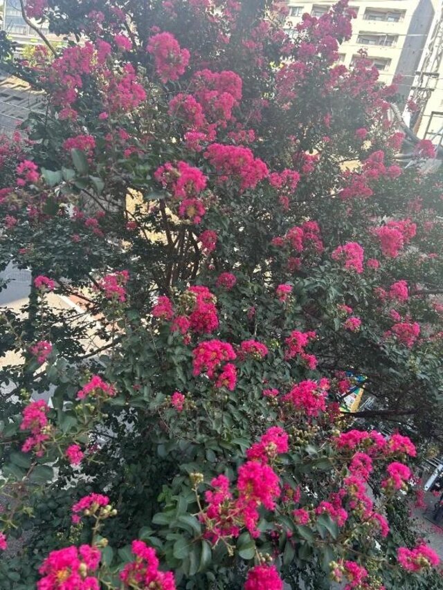 満開の花｜写メ日記｜小宮｜品川・五反田 人妻デリヘル 昼顔妻 五反田店