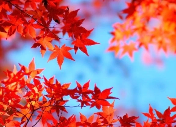 ヒートテック始めました｜写メ日記｜岸本｜品川・五反田 人妻デリヘル 昼顔妻 五反田店