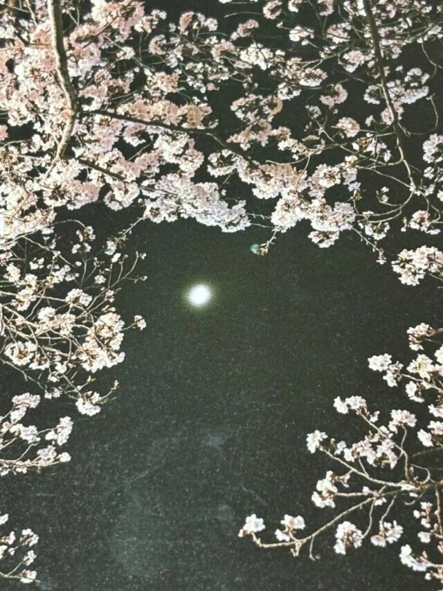 【夜桜🌸】｜写メ日記｜琥珀｜品川・五反田 人妻デリヘル 昼顔妻 五反田店