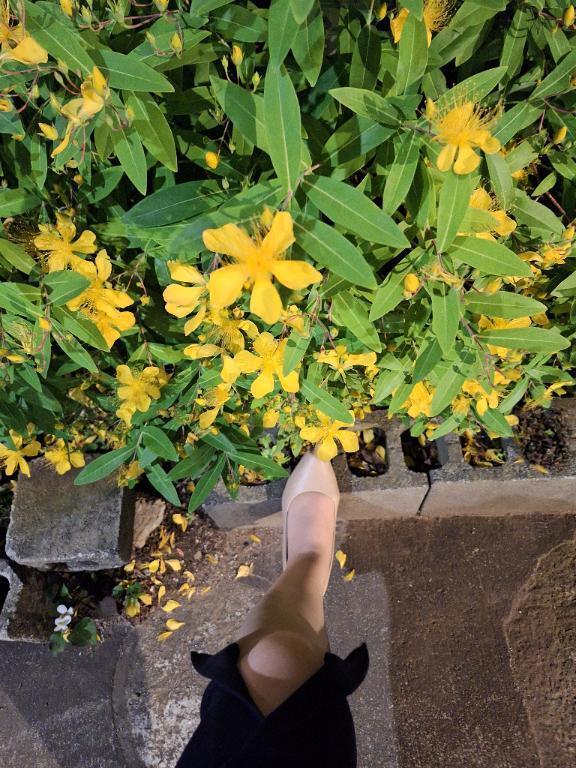 おはようございます｜写メ日記｜夏目｜品川・五反田 人妻デリヘル 昼顔妻 五反田店