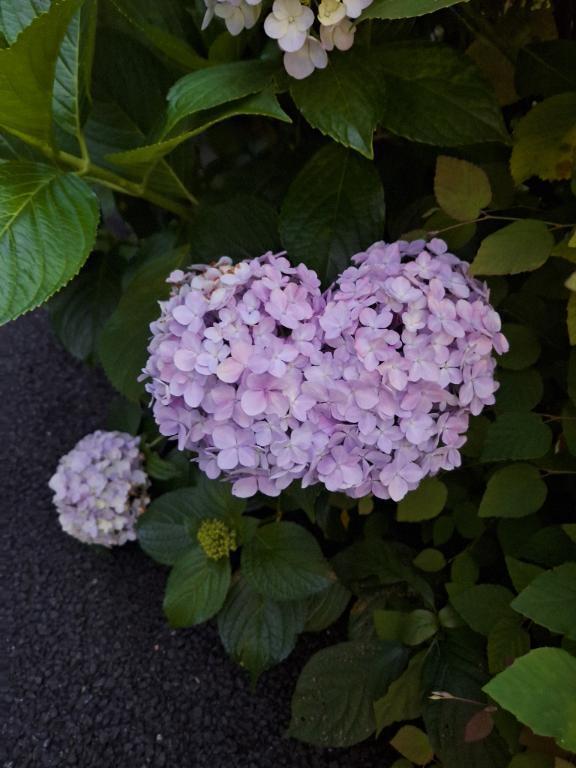 ハート｜写メ日記｜夏目｜品川・五反田 人妻デリヘル 昼顔妻 五反田店