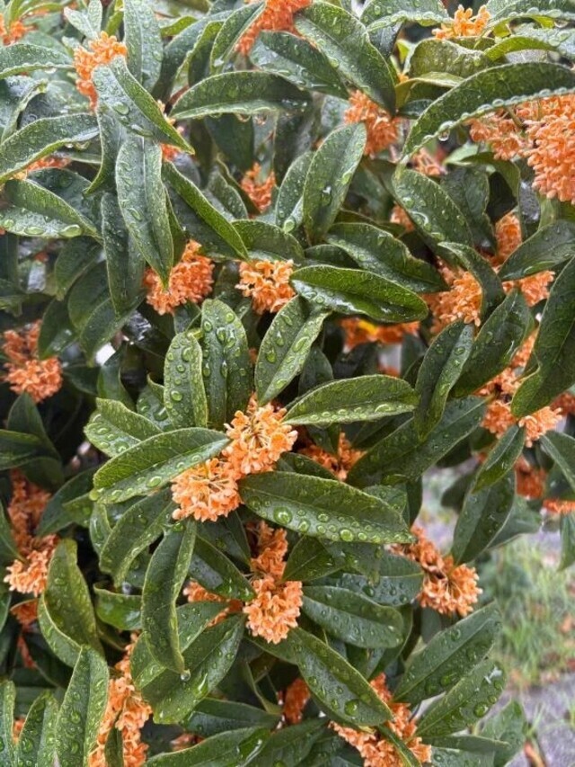 こんにちは♪｜写メ日記｜涼子｜品川・五反田 人妻デリヘル 昼顔妻 五反田店