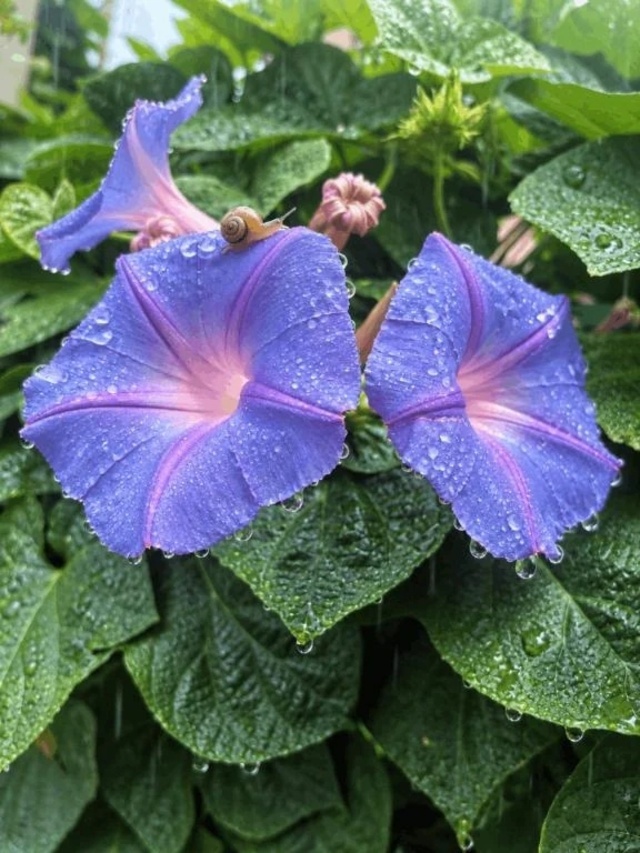 久しぶりの雨
