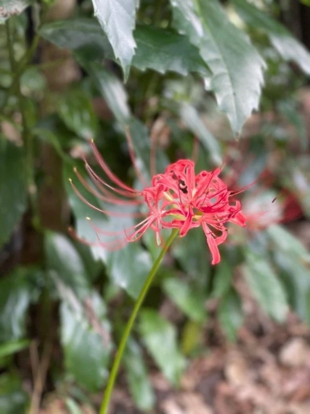 明日明後日出勤します｜写メ日記｜岡崎｜品川・五反田 人妻デリヘル 昼顔妻 五反田店