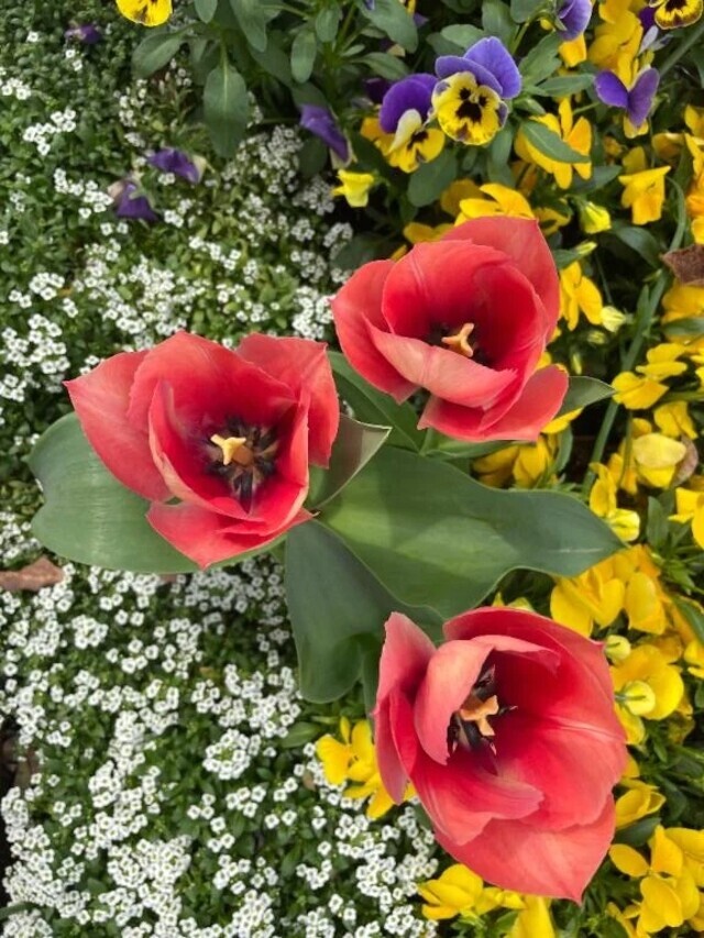 ご無沙汰しております🌸｜写メ日記｜岡崎｜品川・五反田 人妻デリヘル 昼顔妻 五反田店