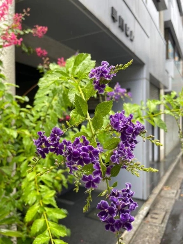 紫の花と、八月の終わり💜｜写メ日記｜岡崎｜品川・五反田 人妻デリヘル 昼顔妻 五反田店