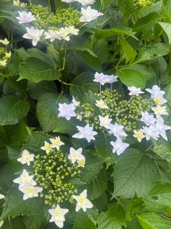 誰に似てる？｜写メ日記｜森高｜品川・五反田 人妻デリヘル 昼顔妻 五反田店