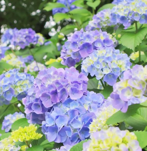 本日も有難う御座いました♥️｜写メ日記｜杉咲｜品川・五反田 人妻デリヘル 昼顔妻 五反田店
