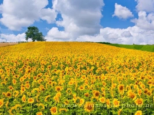 🌻🌻🌻｜写メ日記｜雪乃｜品川・五反田 人妻デリヘル 昼顔妻 五反田店