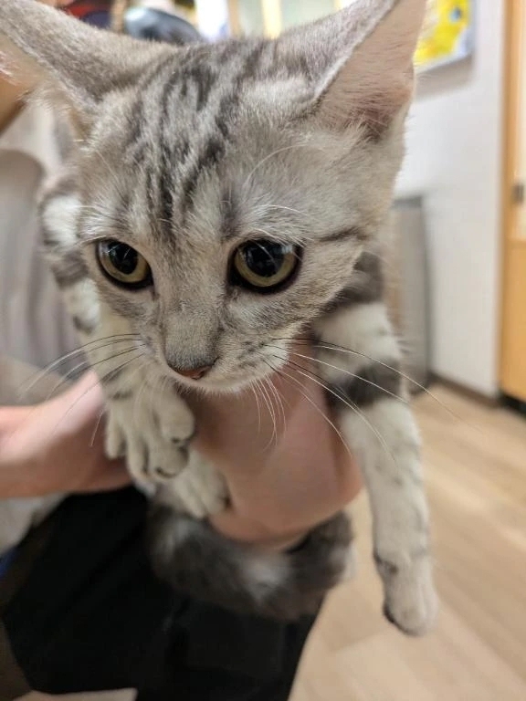 猫カフェ🐱｜写メ日記｜千里｜品川・五反田 人妻デリヘル 昼顔妻 五反田店