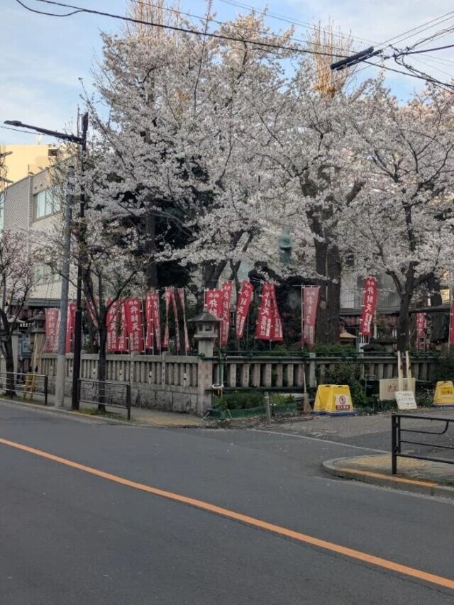 桜🌸｜写メ日記｜千里｜品川・五反田 人妻デリヘル 昼顔妻 五反田店