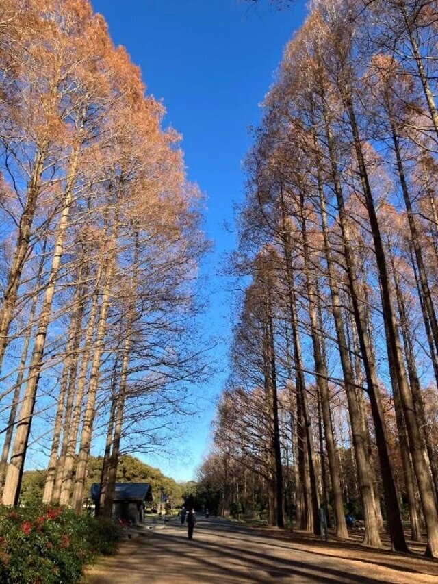 秋ですね〜🍂｜写メ日記｜仁美｜品川・五反田 人妻デリヘル 昼顔妻 五反田店