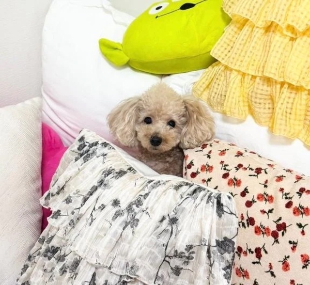 昨日のお礼日記🍎ᩚ