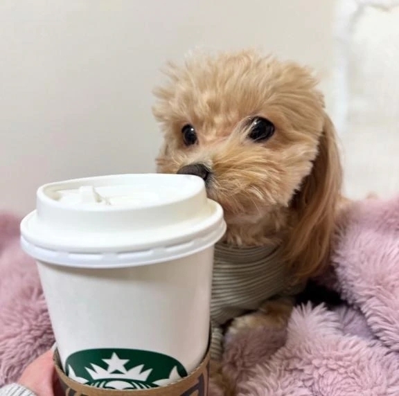 昨日はありがとうございました🌸｜写メ日記｜吹石｜品川・五反田 人妻デリヘル 昼顔妻 五反田店