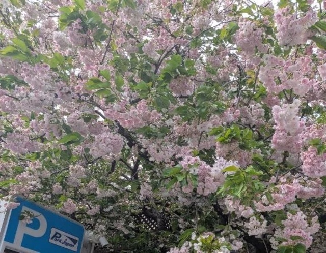 ありがとうございました♥️｜写メ日記｜晴美｜品川・五反田 人妻デリヘル 昼顔妻 五反田店