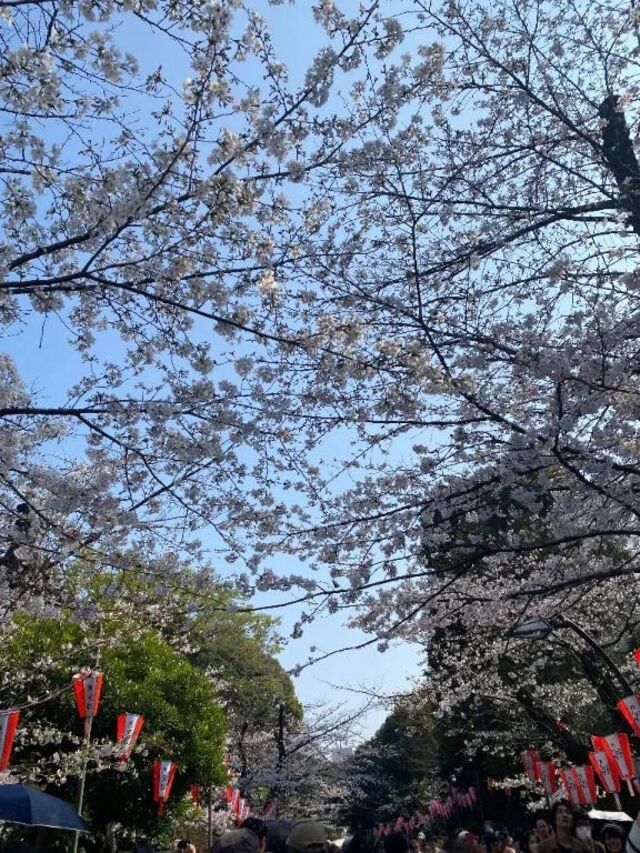 います☺️｜写メ日記｜志穂｜品川・五反田 人妻デリヘル 昼顔妻 五反田店