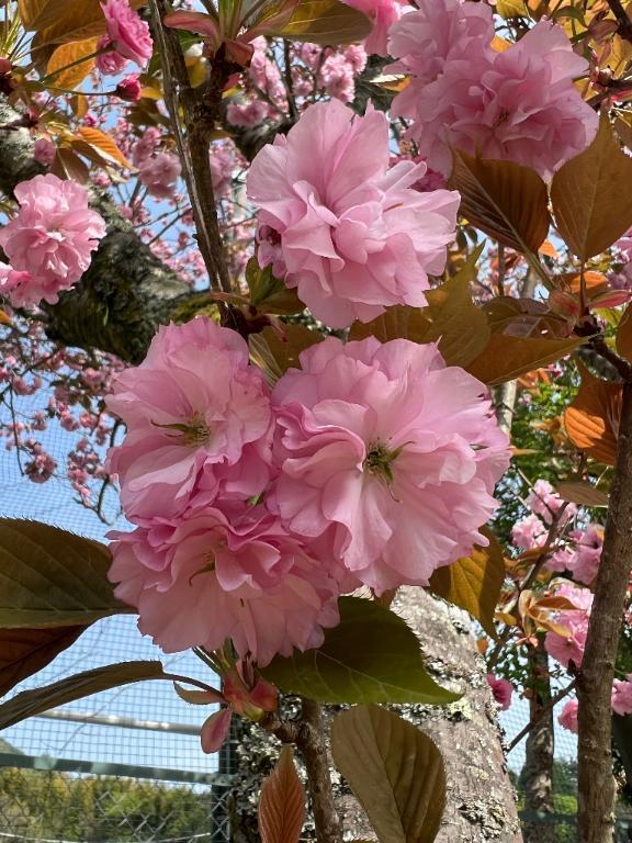 お礼✨｜写メ日記｜りんね｜鶯谷 人妻デリヘル 奥様特急 上野・鶯谷店