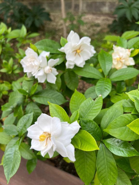お礼✨｜写メ日記｜りんね｜鶯谷 人妻デリヘル 奥様特急 上野・鶯谷店