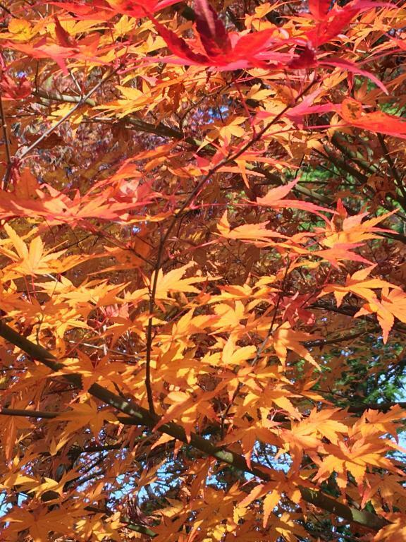 こんにちは｜写メ日記｜みちる｜池袋 人妻デリヘル 熟女の風俗最終章池袋店