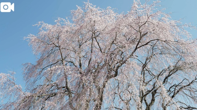 Q3｜写メ日記｜RAM｜新宿 一般デリヘル GINGIRA☆TOKYO～ギンギラ東京～