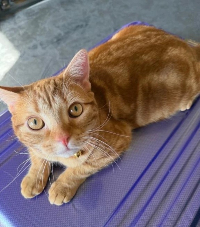 ご迷惑をお掛けしてしまい申し訳ありません｜写メ日記｜LEMON｜新宿 一般デリヘル GINGIRA☆TOKYO～ギンギラ東京～