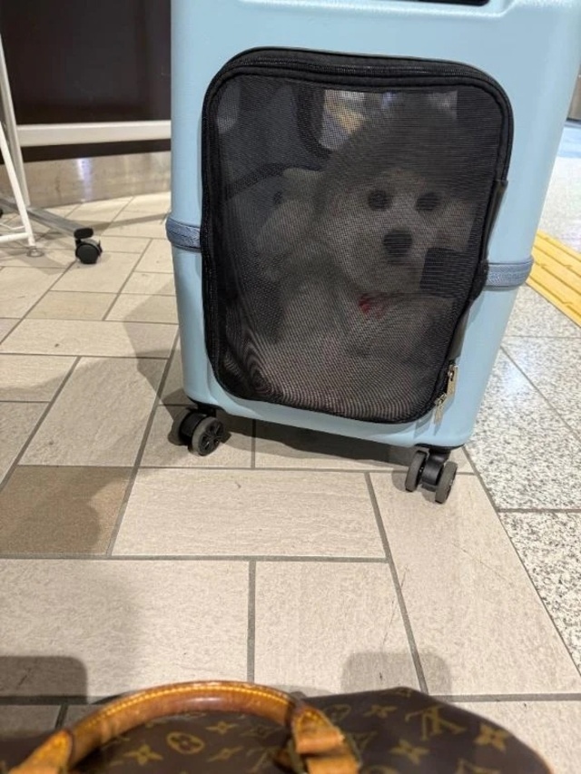 帰省🎶｜写メ日記｜MARIA｜新宿 一般デリヘル GINGIRA☆TOKYO～ギンギラ東京～