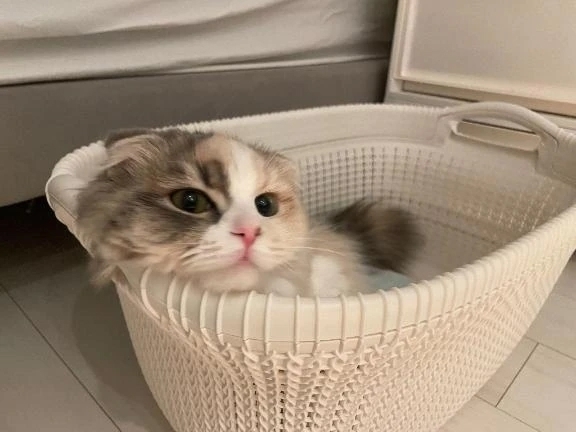 えろちしちゃお😛🩷｜写メ日記｜WINK｜新宿 一般デリヘル GINGIRA☆TOKYO～ギンギラ東京～