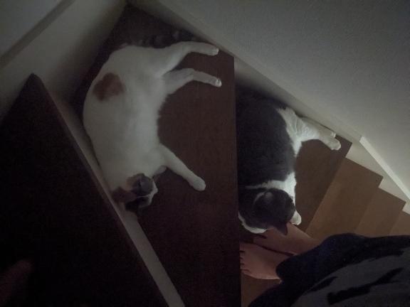 事前のご予約ありがとうございます｜写メ日記｜まみ｜鶯谷 一般デリヘル 妊婦・母乳・人妻 アクトレス