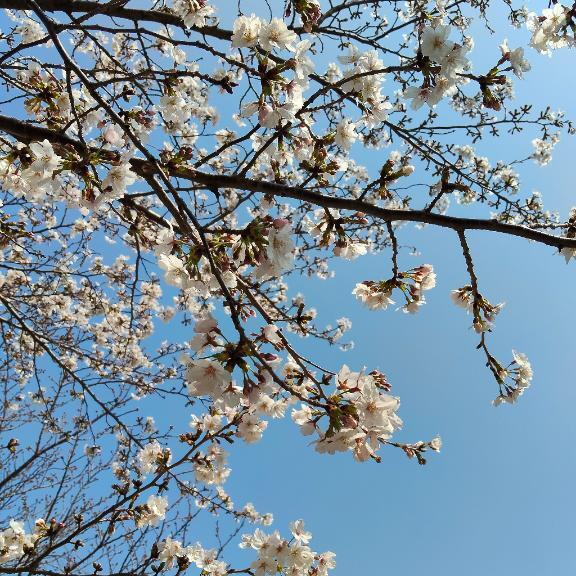 満開｜写メ日記｜なお｜鶯谷 一般デリヘル 妊婦・母乳・人妻 アクトレス