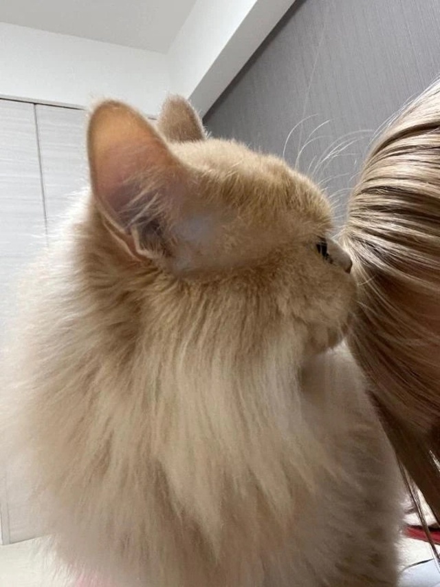 おなじいろ🐱｜写メ日記｜ゆかり｜新宿 出張エステ 東京アロマスタイル