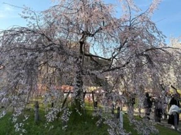 19時から｜写メ日記｜あかり｜新宿 出張エステ 東京アロマスタイル