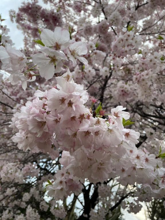 お久しぶりですっ｜写メ日記｜まな｜新宿 出張エステ 東京アロマスタイル