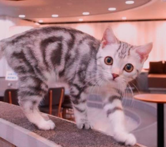 休日は肉球マッサージ 🐾🩷｜写メ日記｜える｜新宿 出張エステ 東京アロマスタイル